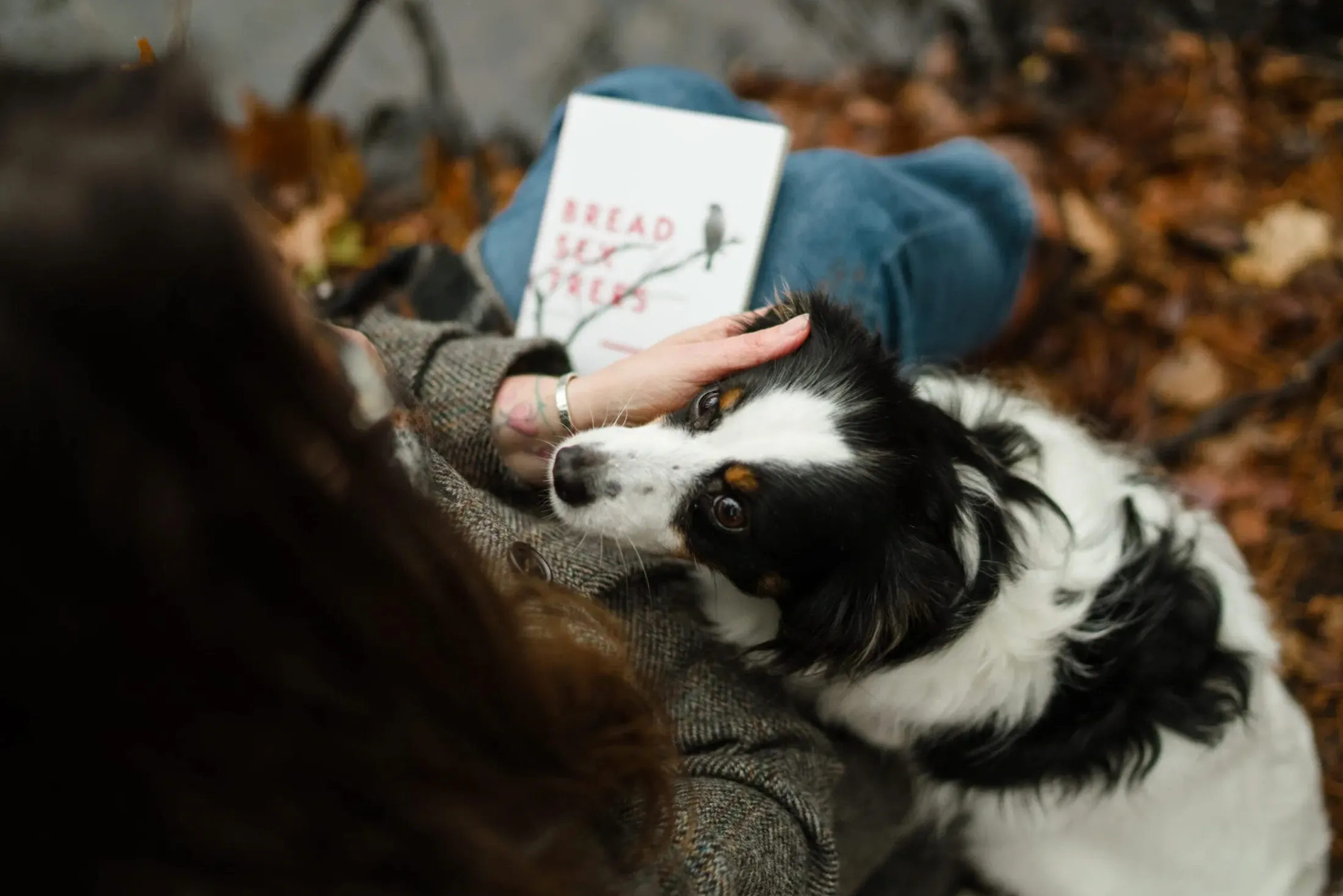 Hand resting on a black-and-white dog's head beside an open book, on autumn leaves