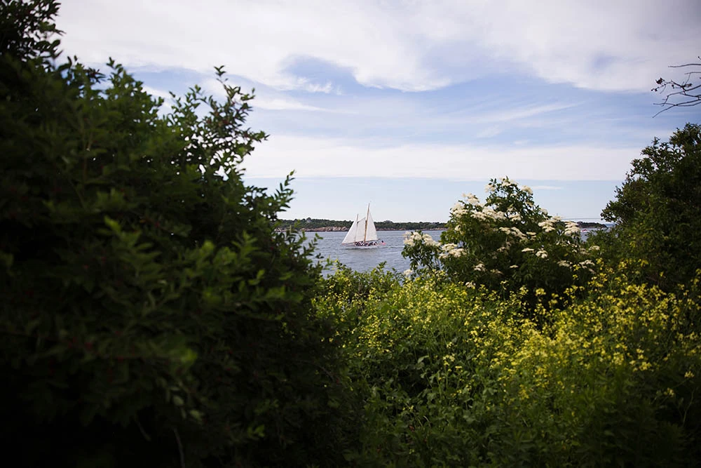 A sailboat on the water seen through trees