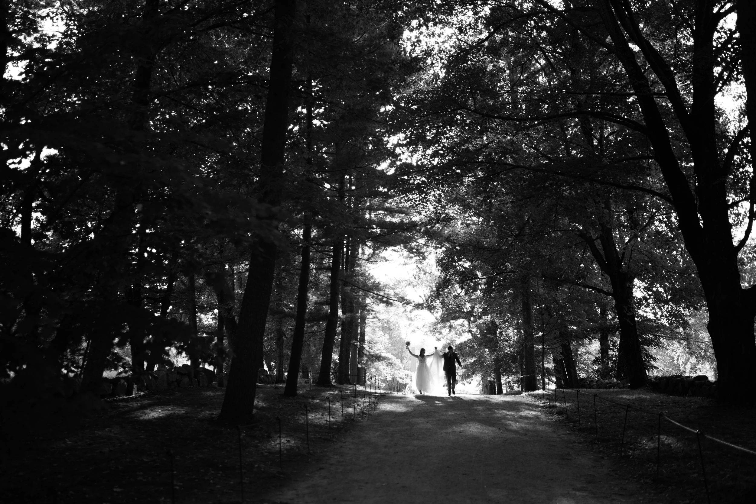 The couple small at the end of a path under dark trees
